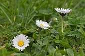 BELLIS PERENNIS, DAISY, LAWN DAISY