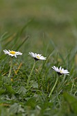 BELLIS PERENNIS, DAISY, LAWN DAISY