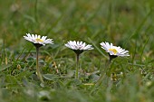 BELLIS PERENNIS, DAISY, LAWN DAISY