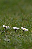 BELLIS PERENNIS, DAISY, LAWN DAISY