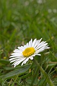 BELLIS PERENNIS, DAISY, LAWN DAISY