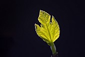 BACKLIT FIG LEAF, BROWN TURKEY