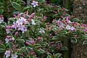 WEIGELA FLORIDA, VARIEGATA