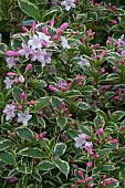 WEIGELA FLORIDA, VARIEGATA