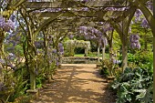 TWO OAK ARBOURS CLAD IN WISTERIA, HYLANDS PARK, ESSEX