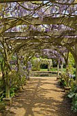 TWO OAK ARBOURS CLAD IN WISTERIA, HYLANDS PARK, ESSEX