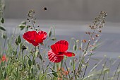 PAPAVER RHOEAS, FIELD POPPY, COMMON RED POPPY