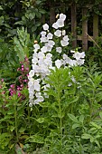 CAMPANULA PERSICIFOLIA, TAKION WHITE