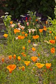 CALIFORNIAN POPPIES, ESCHSCHOLZIA CALIFORNICA