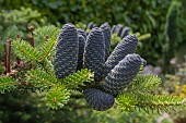 THEYDON BOIS, OPEN GARDENS, LEON & JENNY VILKA, ABIES KOREANA, KOREAN FIR,