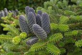 THEYDON BOIS, OPEN GARDENS, LEON & JENNY VILKA, ABIES KOREANA, KOREAN FIR,