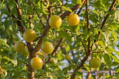 PRUNUS DOMESTICA, MIRABELLE PLUM TREE, ALSO KNOWNS AS CHERRY PLUM, MIRABELLE PRUNE