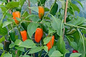 CHIQUINO PEPPERS GROWING IN GREENHOUSE