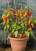 CHIQUINO PEPPERS GROWING IN GREENHOUSE