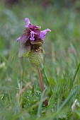 LAMIUM PURPUREUM, RED DEAD NETTLE,