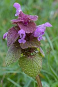 LAMIUM PURPUREUM, RED DEAD NETTLE,