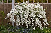 EXOCHORDA MACRANTHA, THE BRIDE