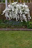 EXOCHORDA MACRANTHA, THE BRIDE