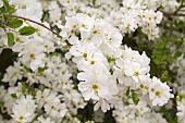 EXOCHORDA MACRANTHA, THE BRIDE