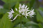 ALLIUM URSINUM, WILD GARLIC, RAMSONS