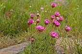 ARMERIA MARITIMA, THRIFT