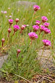 ARMERIA MARITIMA, THRIFT