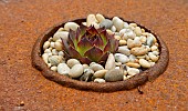 SEMPERVIVUM GROWING IN RUSTY METAL FEATURE