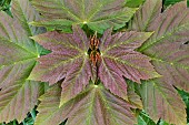 SYCAMORE LEAF, ACER PSEUDOPLATANUS