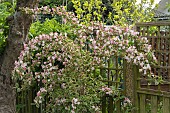 WEIGELA FLORIDA, VARIEGATA