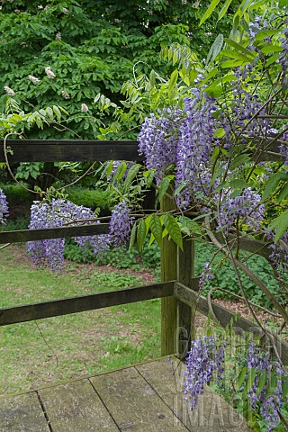 WISTERIA_AT_COPPED_HALL_ESSEX