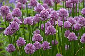 CHIVE FLOWERS, ALLIUM SCHOENOPRASUM,