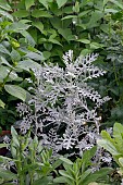 SENECIO CINERARIA, DUSTY MILLER,