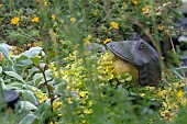 OORNAMENTAL FROG SURROUNDED BY SOLEIROLIA SOLEIROLII (MIND YOUR OWN BUSINESS), LYSIMACHIA NUMMULARIA (CREEPING JENNY), STACHYS SILVER CARPET,