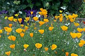 CALIFORNIAN POPPIES, ESCHSCHOLZIA CALIFORNICA