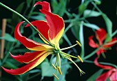 GLORIOSA SUPERBA ROTHSCILDIANA