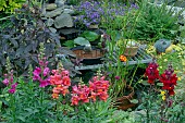 GARDEN POND VIEW, ANTIRRHINUM, CAMPANULA, LYSIMACHIA FIRECRACKER,