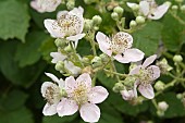 RUBUS FRUTICOSUS, WILD BLACKBERRY BLOSSOM,