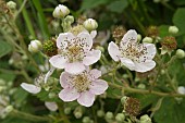 RUBUS FRUTICOSUS, WILD BLACKBERRY BLOSSOM,