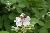 HELOPHILUS PENDULUS, FOOTBALLER HOVERFLY ON WILD BLACKBERRY BLOSSOM