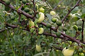 TAPHRINA PRUNI, POCKET PLUM GROWING ON PRUNUS SPINOSA, BLACKTHORN