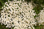 ELDERFLOWER BLOSSOM