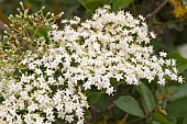 ELDERFLOWER BLOSSOM