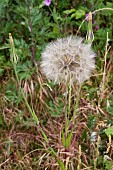 GOATS BEARD CLOCK, TRAGOPOGON PRATENSIS, SEED HEAD,