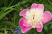 PAEONIA LACTIFLORA, BOWL OF BEAUTY, PEONY