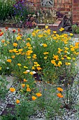 CALIFORNIAN POPPIES, ESCHSCHOLZIA CALIFORNICA