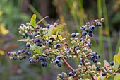 VACCINIUM CORYMBOSUM, BLUEBERRY, TOP HAT