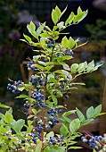 VACCINIUM CORYMBOSUM, BLUEBERRY, TOP HAT