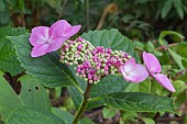 HYDRANGEA LACE CAP