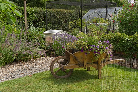 GARDEN_VIEW_PLANTED_WHEELBARROW_NGS_OPEN_DAY_HATCH_ROAD_BRENTWOOD_ESSEX