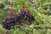 SAMBUCUS NIGRA EUROPEAN ELDER WITH RIPE BERRIES